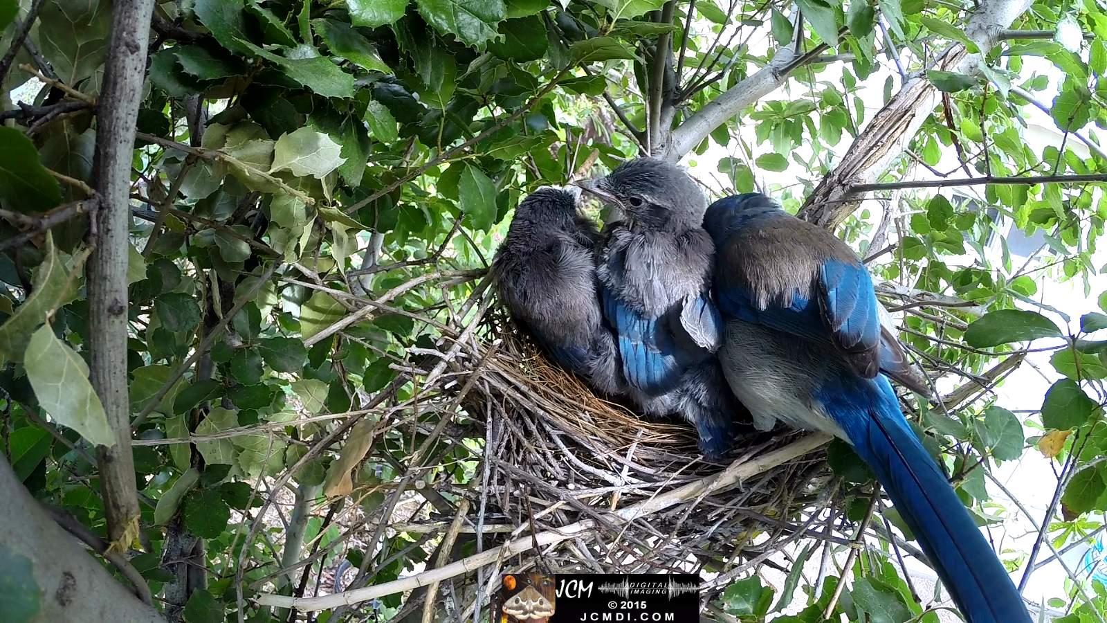 Scrub Jay Documentary female with chicks all active